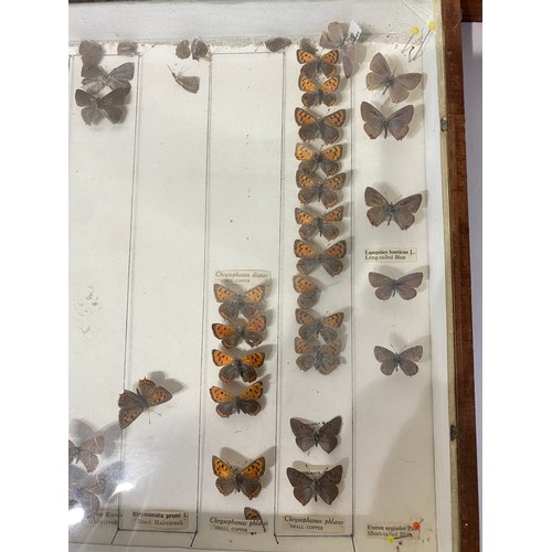 241 - Three Cases of Miscellaneous Taxidermy Butterflies (Incomplete) 43cm x 30cm x 5cm