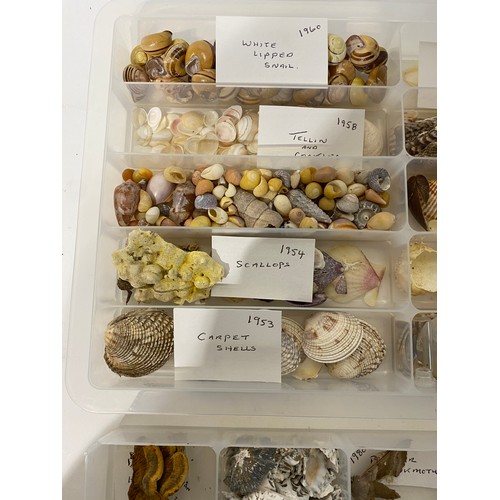 242 - Four Trays of Natural History Examples to Include, Minerals, Fossils, Shells, Taxidermy Etc.