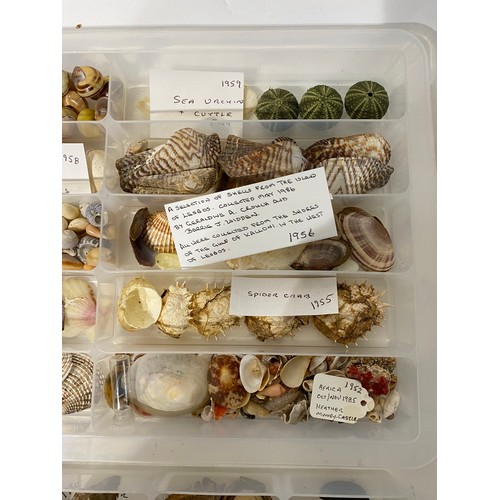 242 - Four Trays of Natural History Examples to Include, Minerals, Fossils, Shells, Taxidermy Etc.