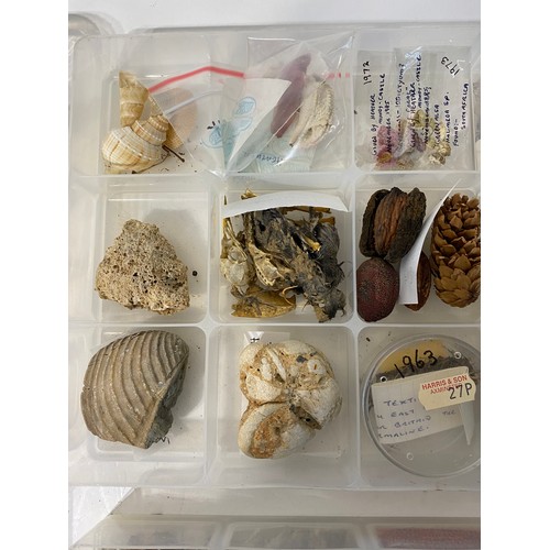 242 - Four Trays of Natural History Examples to Include, Minerals, Fossils, Shells, Taxidermy Etc.