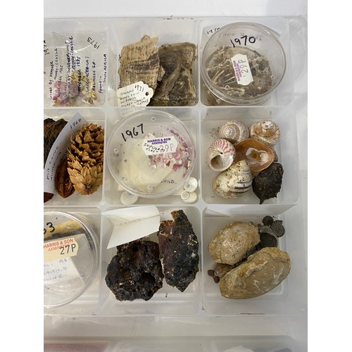 242 - Four Trays of Natural History Examples to Include, Minerals, Fossils, Shells, Taxidermy Etc.