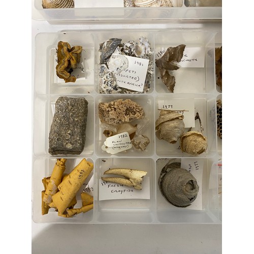 242 - Four Trays of Natural History Examples to Include, Minerals, Fossils, Shells, Taxidermy Etc.