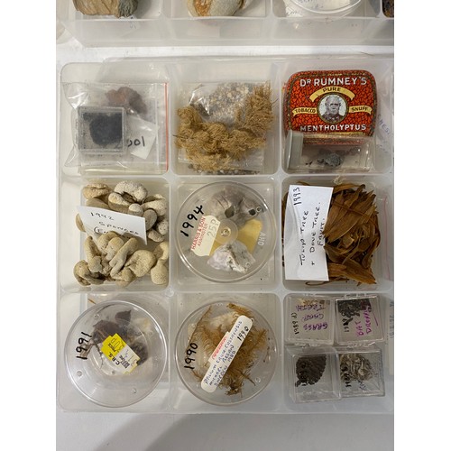 242 - Four Trays of Natural History Examples to Include, Minerals, Fossils, Shells, Taxidermy Etc.