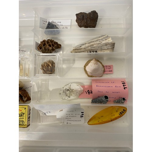 243 - Similar to Previous Lot. Four Trays of Natural History Examples to Include Minerals, Taxidermy, Shel... 