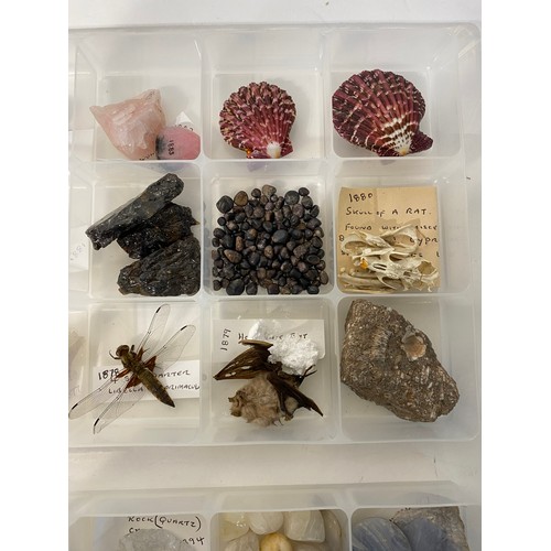 243 - Similar to Previous Lot. Four Trays of Natural History Examples to Include Minerals, Taxidermy, Shel... 