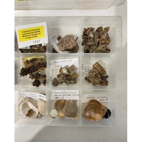 243 - Similar to Previous Lot. Four Trays of Natural History Examples to Include Minerals, Taxidermy, Shel... 