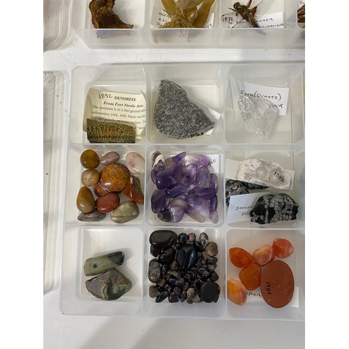 243 - Similar to Previous Lot. Four Trays of Natural History Examples to Include Minerals, Taxidermy, Shel... 