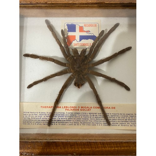 244 - Taxidermy Tarantula Spider in Framed Case. No 537. 22cm x 19.5cm