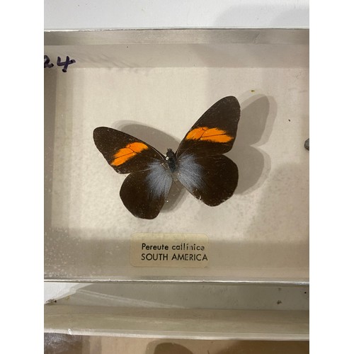 245 - Four Cased or Framed Taxidermy Butterflies. 15.5cm x 10.5cm x 4cm