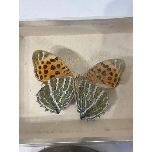 245 - Four Cased or Framed Taxidermy Butterflies. 15.5cm x 10.5cm x 4cm