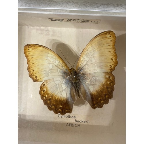 245 - Four Cased or Framed Taxidermy Butterflies. 15.5cm x 10.5cm x 4cm