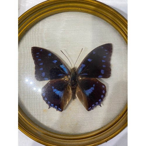 245 - Four Cased or Framed Taxidermy Butterflies. 15.5cm x 10.5cm x 4cm