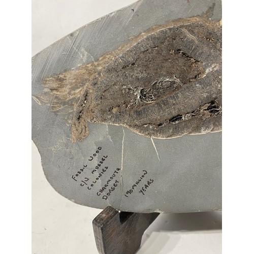 247 - Fossilised Wood in Stone, Mounted on Stand. 29cm x 21cm