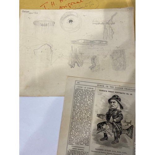 249 - Two Sheets of Pencil Drawings of Hydrozoa and a Published Newspaper Cartoon by Professor T Huxley.