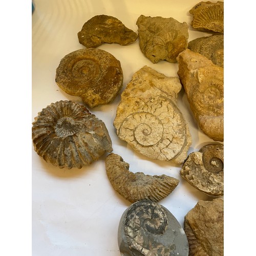 354 - Quantity Of Fossils (Box)