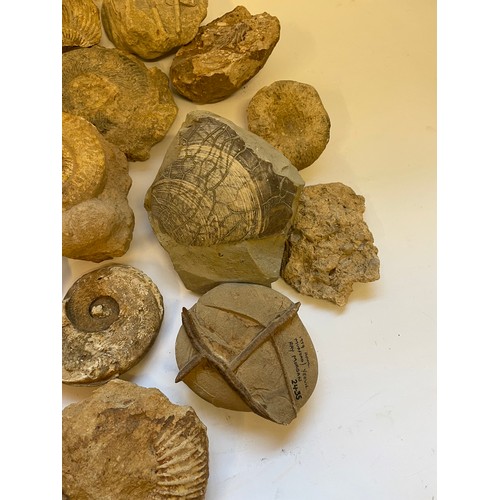 354 - Quantity Of Fossils (Box)