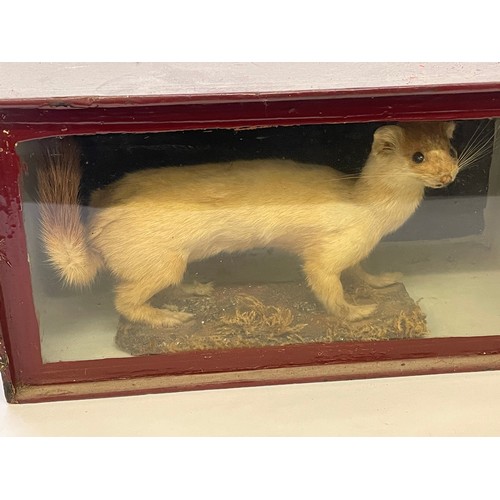 361 - Cased Taxidermy Stoat. 31 x 14 x 16 cms