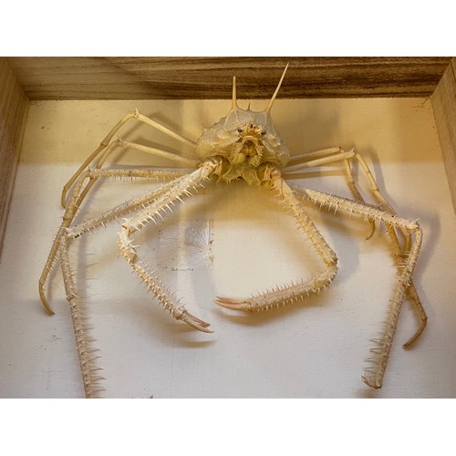 362 - Cased Taxidermy Crab.