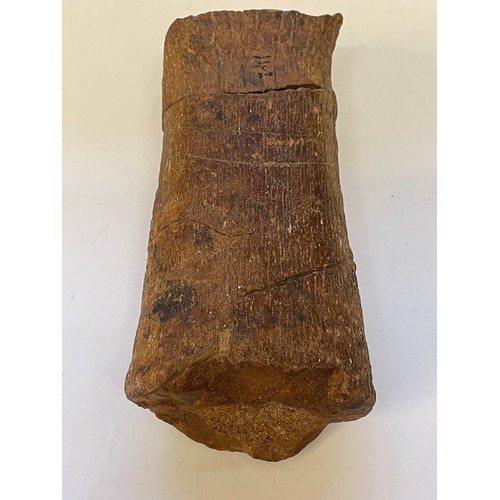 357 - Natural History Plesiosaur Bone. 25cms