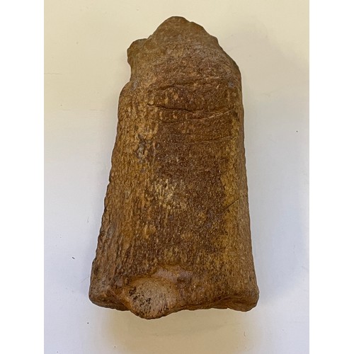 357 - Natural History Plesiosaur Bone. 25cms