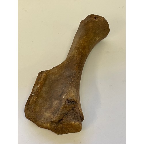 358 - Natural History Woolly Rhinoceros Bone 35cms