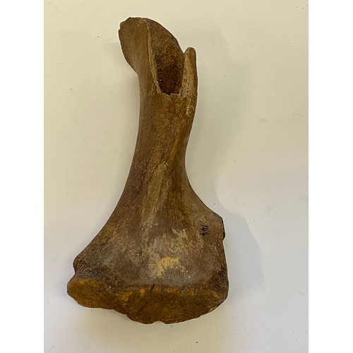 358 - Natural History Woolly Rhinoceros Bone 35cms