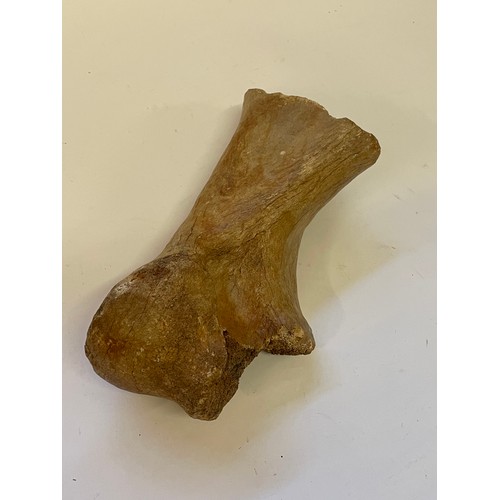 359 - Natural History Prehistoric Bone  .31cms