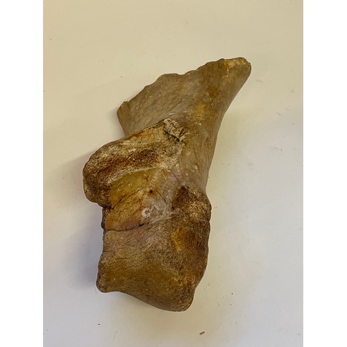 359 - Natural History Prehistoric Bone  .31cms