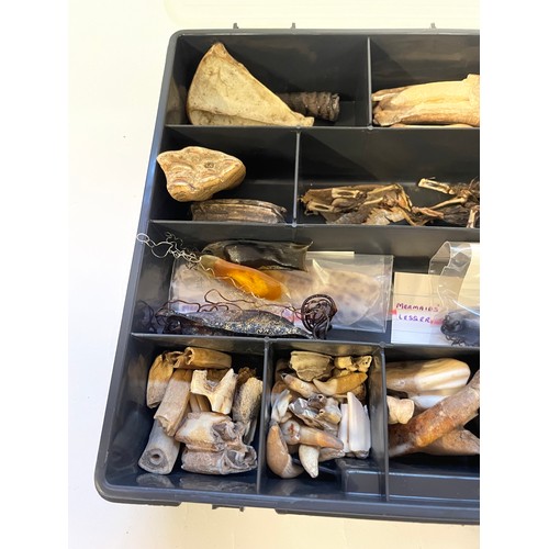 360 - Case Of Various Natural History To Include Teeth, Bones Etc Etc