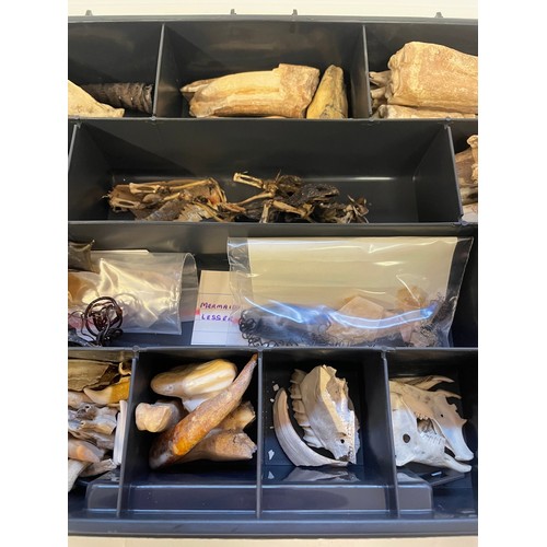 360 - Case Of Various Natural History To Include Teeth, Bones Etc Etc