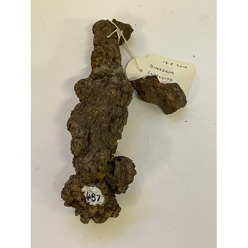 365 - Natural History Fossilised Dinasaur Coprolite   16cms And 5 cms (2)