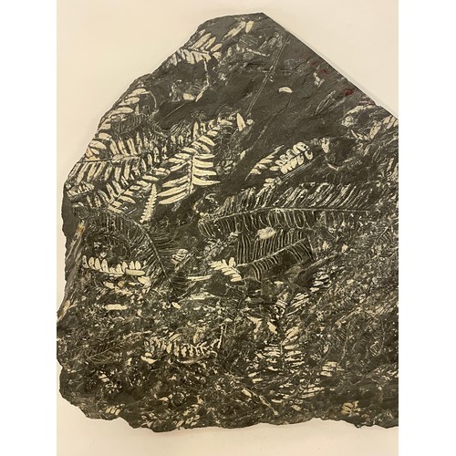 366 - A Good Sized Piece Of Carboniferous Fossilised Fern 41 x 35cms