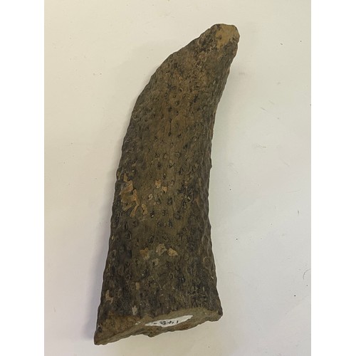 368 - Ancient  Fossilised Tree Root. 38cms