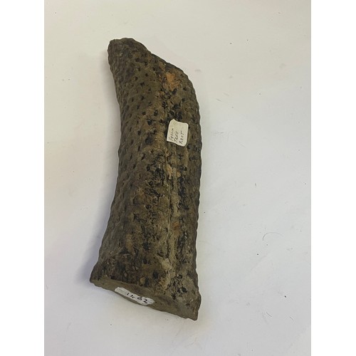 368 - Ancient  Fossilised Tree Root. 38cms