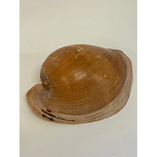 369 - Conchology Volute Amphora  Shell . 30 x 21 cms