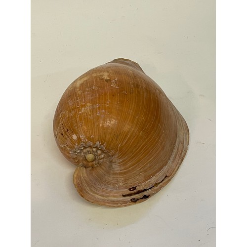 369 - Conchology Volute Amphora  Shell . 30 x 21 cms