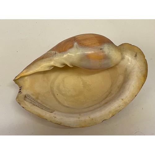 369 - Conchology Volute Amphora  Shell . 30 x 21 cms