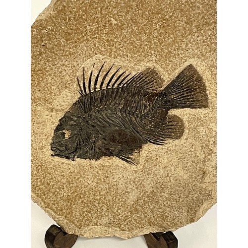 373 - Mounted Fossilised Priscacara Fish 22cms High