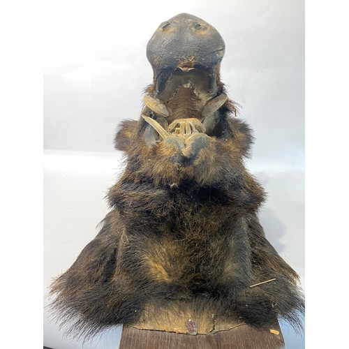 276 - Antique Taxidermy Wild Boar Head on Shield Mount. 81cm x 61cm