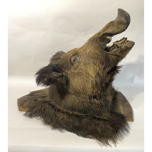 276 - Antique Taxidermy Wild Boar Head on Shield Mount. 81cm x 61cm