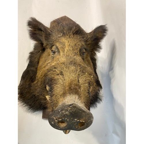 276 - Antique Taxidermy Wild Boar Head on Shield Mount. 81cm x 61cm