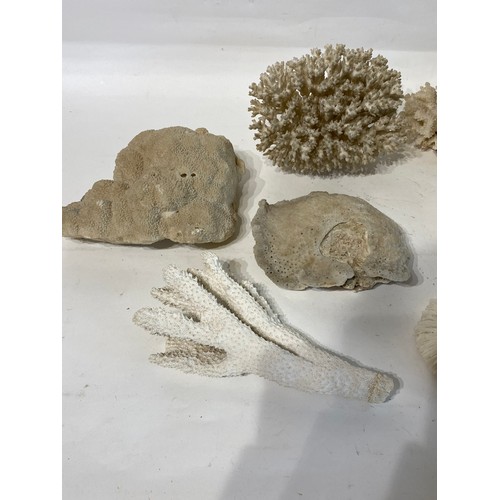 277 - Collection of Coral Samples