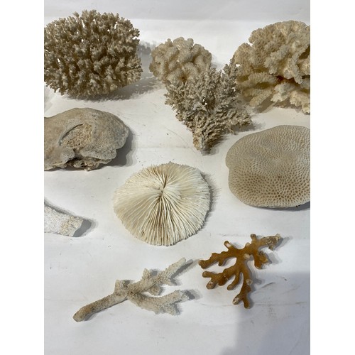 277 - Collection of Coral Samples