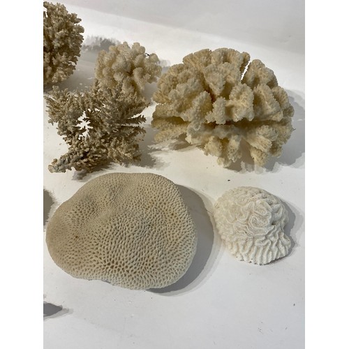 277 - Collection of Coral Samples