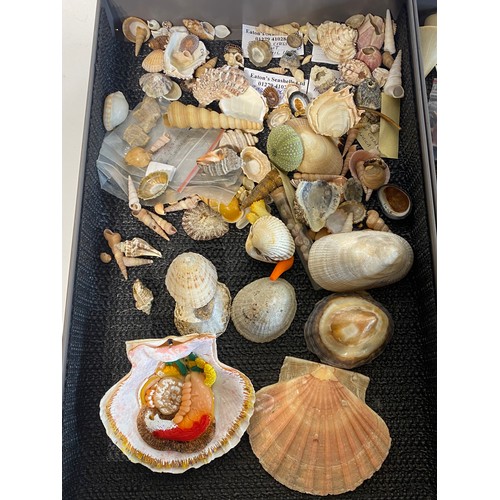 279 - Large Collection of Mostly Shells to Include Some Taxidermy Etc. Trays NOT included.