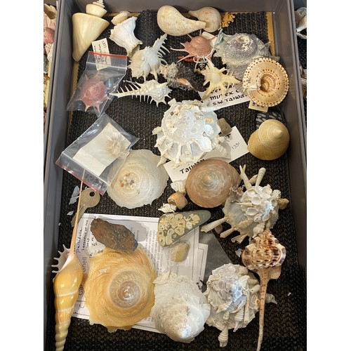 279 - Large Collection of Mostly Shells to Include Some Taxidermy Etc. Trays NOT included.