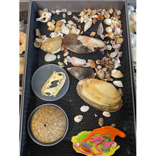 279 - Large Collection of Mostly Shells to Include Some Taxidermy Etc. Trays NOT included.