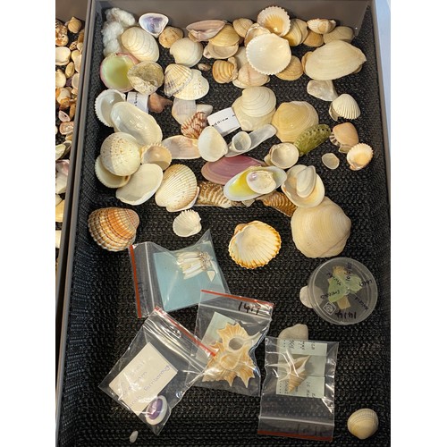 279 - Large Collection of Mostly Shells to Include Some Taxidermy Etc. Trays NOT included.