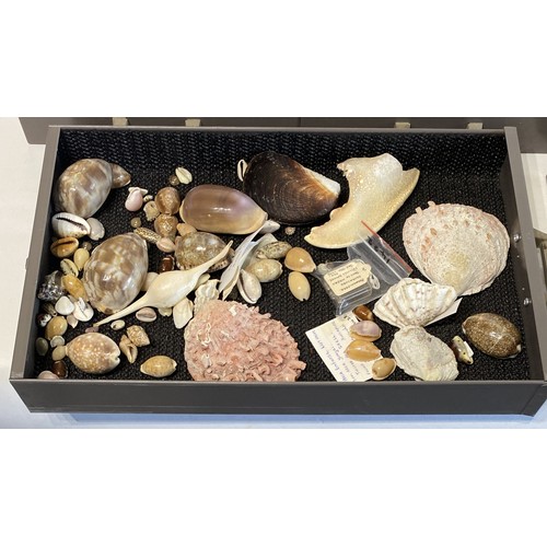 279 - Large Collection of Mostly Shells to Include Some Taxidermy Etc. Trays NOT included.