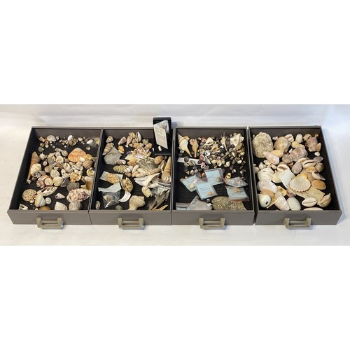 279 - Large Collection of Mostly Shells to Include Some Taxidermy Etc. Trays NOT included.